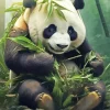 Bamboo Panda Paint By Numbers