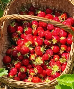 Basket Of Strawberries Paint By Numbers