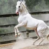 Beautiful White Stallion Paint By Numbers