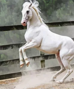 Beautiful White Stallion Paint By Numbers