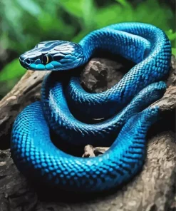 Black And Blue Snake Paint By Numbers