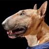 Brown Bull Terrier Paint By Numbers