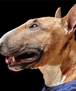 Brown Bull Terrier Paint By Numbers