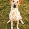 Blond Dalmatian Paint By Numbers