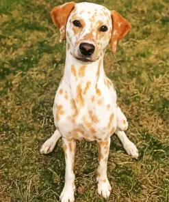 Blond Dalmatian Paint By Numbers