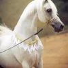 Arabian Horse Paint By Numbers