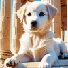 Labrador Puppy Paint By Numbers