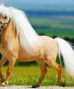 Blonde Pony Paint By Numbers