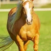 Blonde Stallion Paint By Numbers