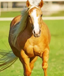 Blonde Stallion Paint By Numbers