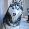 Brown Eye Husky Paint By Numbers