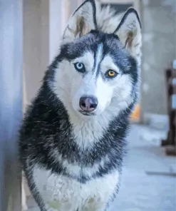 Brown Eye Husky Paint By Numbers