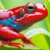 Blue Red Frog Paint By Numbers