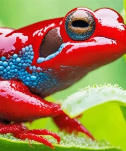 Blue Red Frog Paint By Numbers