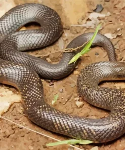 Black Snake Paint By Numbers