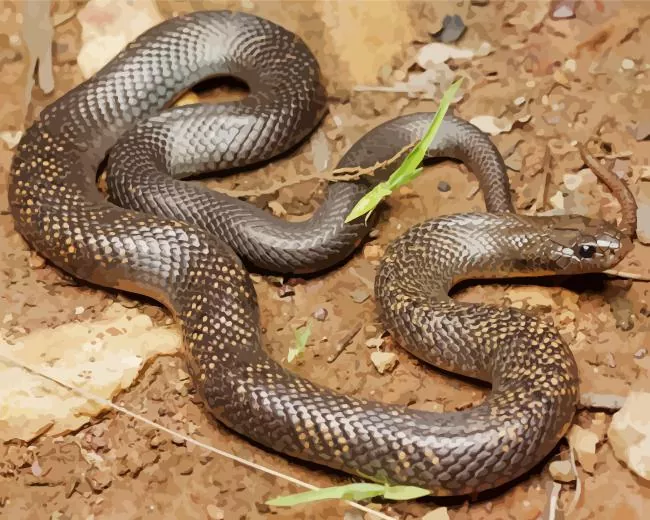 blue bellied black snake paint by numbers Black Snake Paint By Numbers