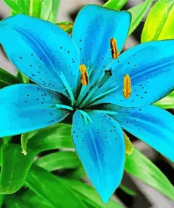 Blue Lily Paint By Numbers