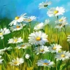 Field Of White Daisies Paint By Numbers