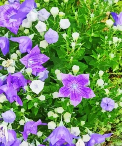 Platycodon Grandiflorus Paint By Numbers