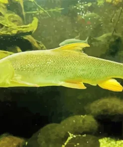Barbel Fishes Paint By Numbers