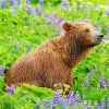 Bear And Flowers Paint By Numbers