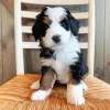 Bernedoodle Puppy Paint By Numbers