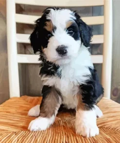 Bernedoodle Puppy Paint By Numbers