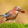 Bird Eurasian Jay Paint By Numbers