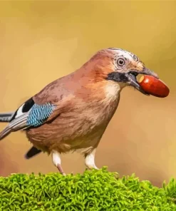 Bird Eurasian Jay Paint By Numbers