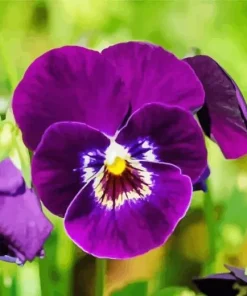 Purple Flowers Paint By Numbers