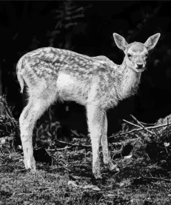 Black And White Deer Paint By Numbers