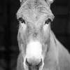 Black And White Donkey Paint By Numbers