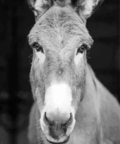 Black And White Donkey Paint By Numbers