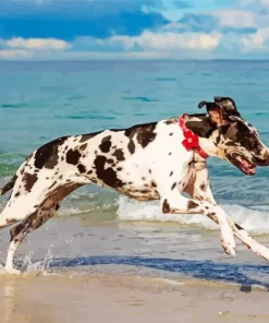 Cute Great Dane Paint By Numbers