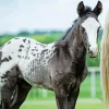 Black Appaloosa Horse Paint By Numbers