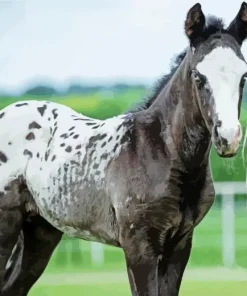 Black Appaloosa Horse Paint By Numbers