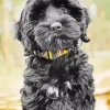 Black Mini Labradoodle Paint By Numbers