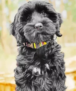Black Mini Labradoodle Paint By Numbers