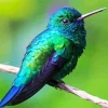 Blue Green Hummingbird Paint By Numbers