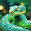 Green Pit Vipers Paint By Numbers