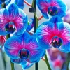 Blue Pink Orchid Paint By Numbers