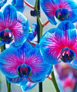 Blue Pink Orchid Paint By Numbers