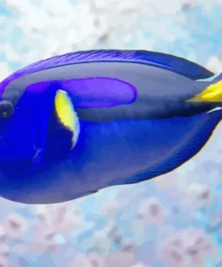 Blue Black Fish Paint By Numbers