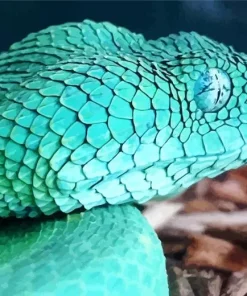 Blue Bush Snake Paint By Numbers