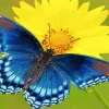 Blue Butterfly Paint By Numbers