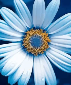 Blue Chamomile Paint By Numbers