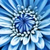 Blue Chrysanthemum Paint By Numbers