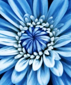 Blue Chrysanthemum Paint By Numbers