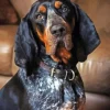 Blue English Coonhound Paint By Numbers
