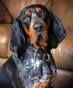 Blue English Coonhound Paint By Numbers